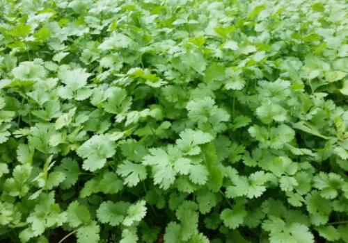 草本植物香菜是寒性食物吗?是发物吗?为什么