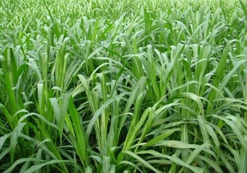 草中皇帝皇竹草种子价格多少钱一斤?一亩能
