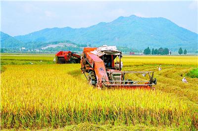 整建制土地流转给农村带来大变化