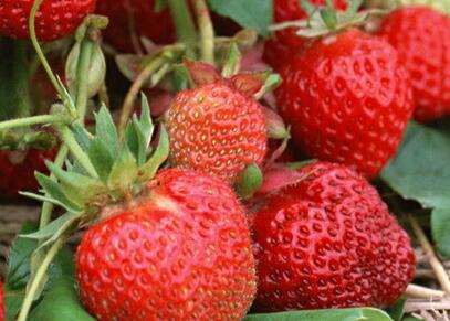 "红色珍珠"草莓适合什么土壤?
