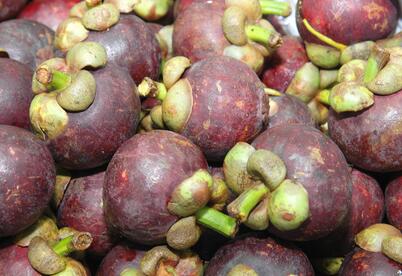 山竹原产地在印尼马鲁古岛 中国南方有少量山竹产地