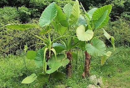 香芋原产地是印度或美洲 江苏海门香芋产地最有名