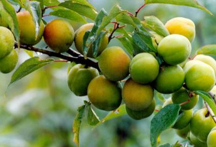 中国青梅产地首推莼湖镇 国外青梅产地规模较小