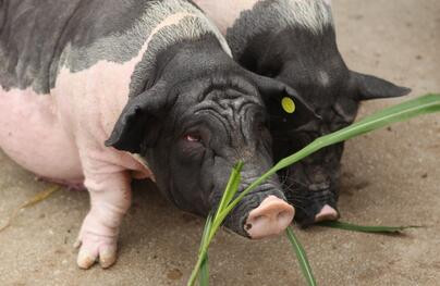 一头成年猪大概有多重?