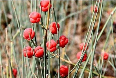 地上茎称麻黄草,根和根茎称麻黄根,主要含1-麻黄碱,d- 伪麻黄碱.