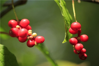 概述 五味子為木蘭科多年生落葉木質藤本植物,又名北五味子,山花椒.