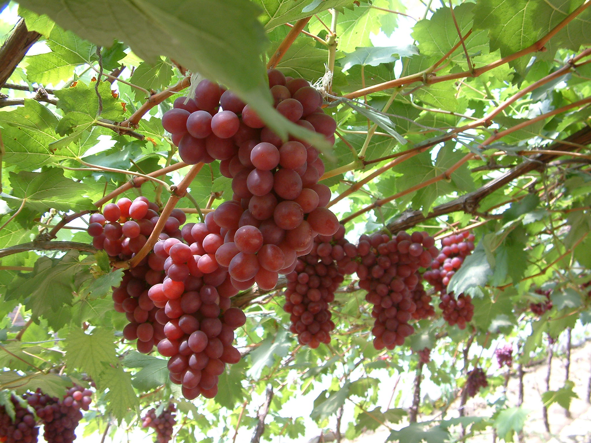 醋庄葡萄装上高效农业"大引擎"