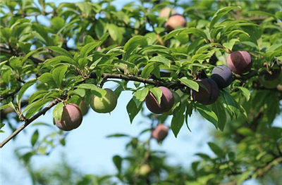 三,土肥管理 幼树行间以间作豆类及蔬菜为宜.