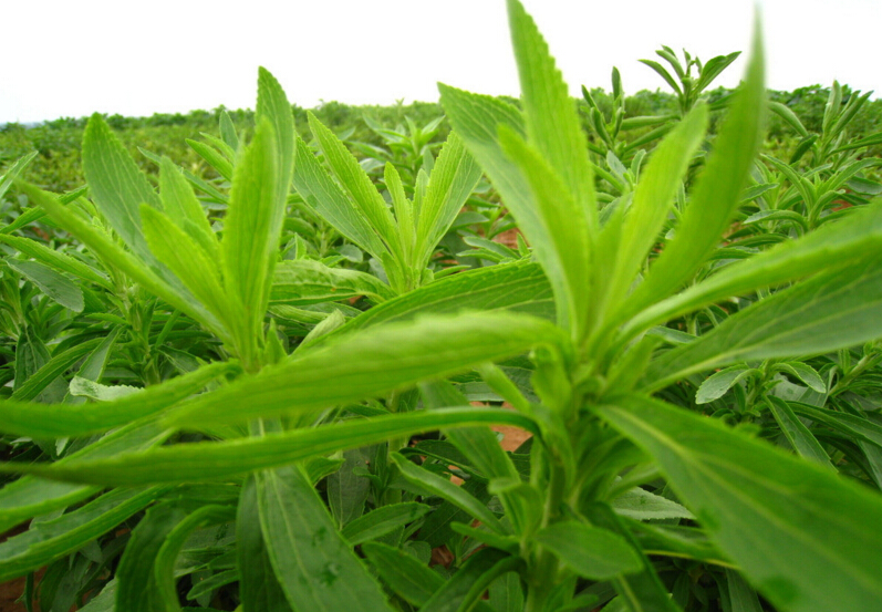 甜叶菊的栽培要点和注意事项