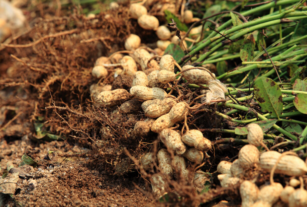 种植花生有哪些栽培技巧和注意事项?