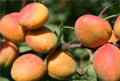 仁用杏的丰产栽培技术 应该注意哪些方面?-土流网手机版