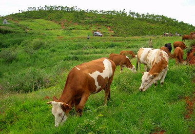 2016年养殖行业(猪,牛,羊)补贴政策盘点