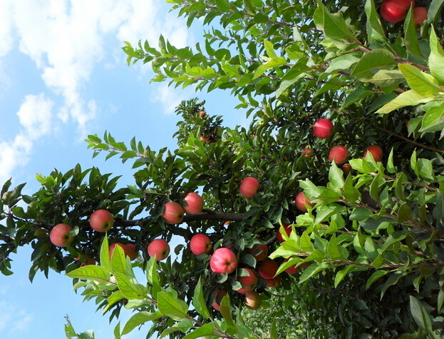 苹果树的正确修剪方法
