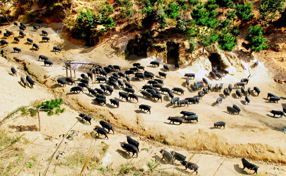 安徽岳西:生态养殖有机黑猪成为致富之路