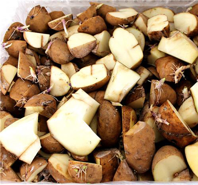 有机薯芋类蔬菜栽培(以马铃薯,芋,姜为例)