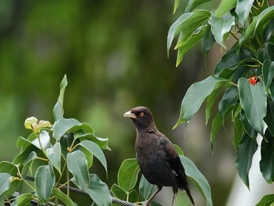 八哥喜欢吃米和面包吗?