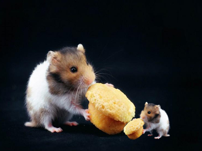 宠物金丝熊吃什么蔬菜,水果,粮食长大?