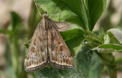 2016年草地螟防控技术方案