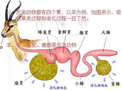 豬,馬,驢,騾是反芻動物嗎?