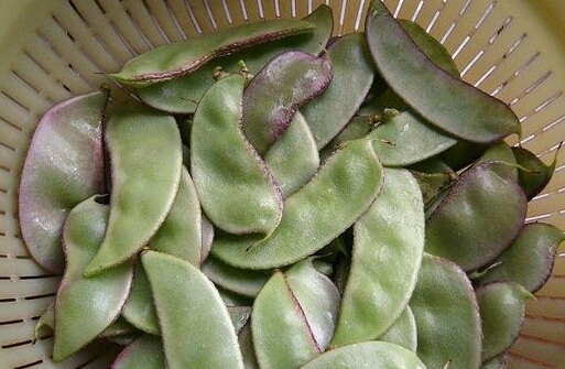 扁豆栽培技术要点,播种时间是什么时候?