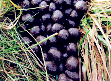 青海"羊粪蛋"变金蛋蛋