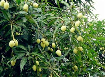 我国扁桃主要产地新疆喀什地区