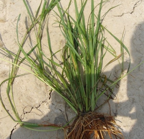 千金子对水稻的危害有哪些?