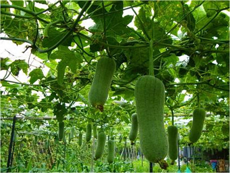 资讯首页 种植项目 丝瓜又叫胜瓜,菜瓜,在中国南,北各地普遍栽培