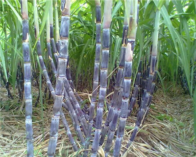 黑皮甘蔗种植技术要点及注意事项