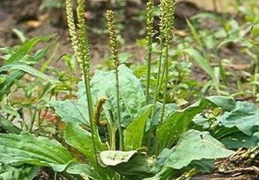 药材车前子栽培技术及经济价值