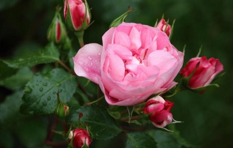 吉林省长春,吉林,通化的市花和市树分别是什么?