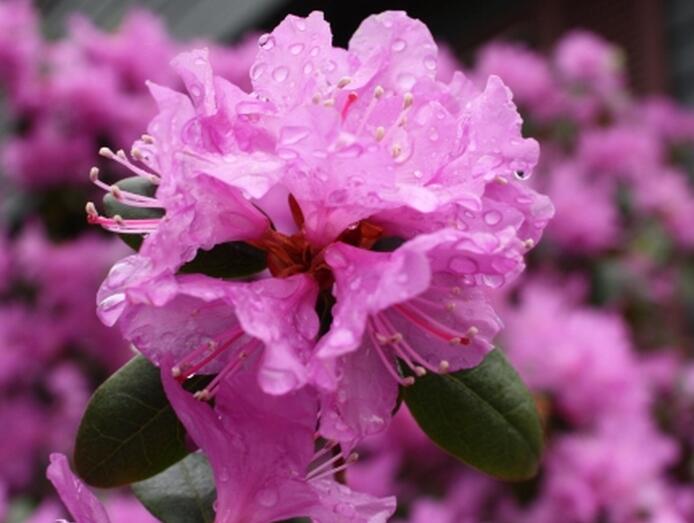 伊春的市花兴安杜鹃