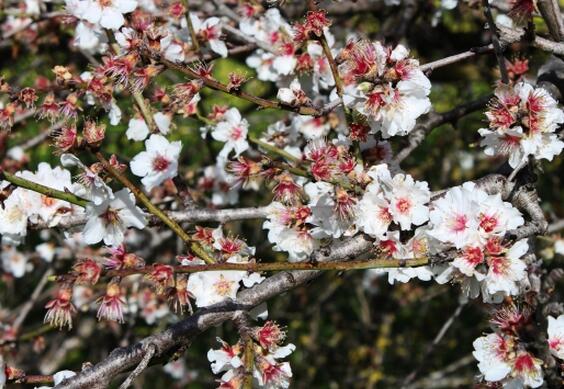 佳木斯的市花,市树是什么?