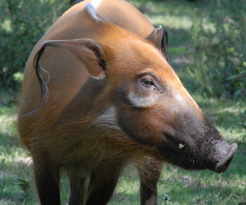 你可能没见过这些"特立独行"的猪!