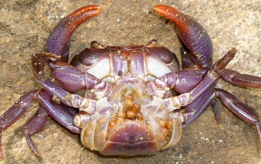 天津市特产---紫蟹