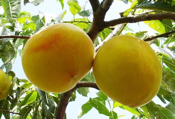 辽宁省有哪些有名的土特产?