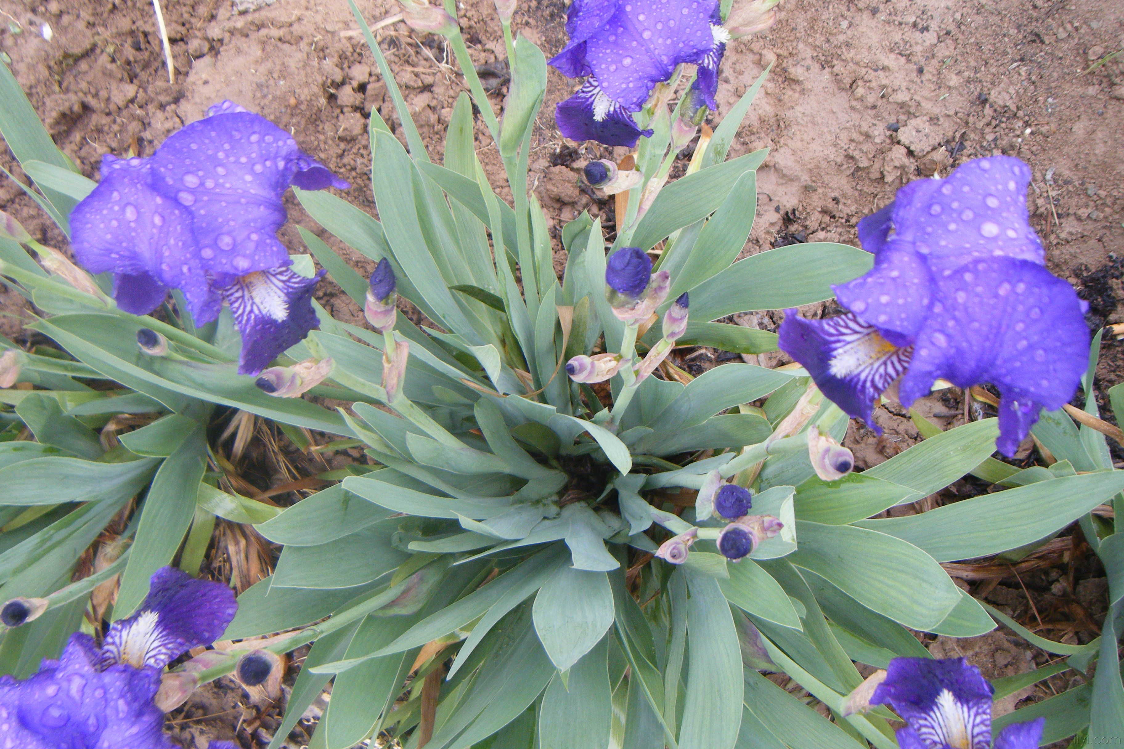 银川的市花市树是什么?