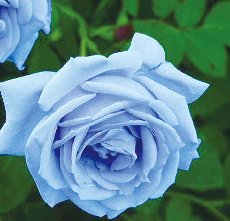 所以自然界这几乎不存在纯天然的蓝色玫瑰,如果在地球某处发现一两株
