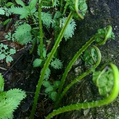 吉林農村地區適合種植哪些有經濟效益的山野菜和食用菌?