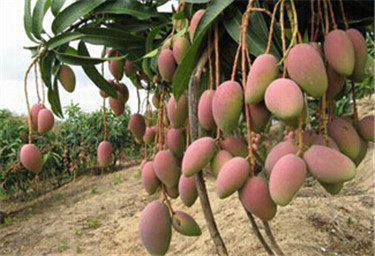 三亚的土特产什么最有名?