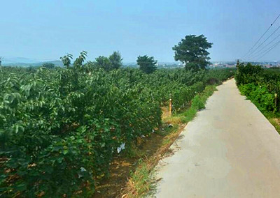 合川区优质土地信息_合川区土地流转服务中心