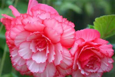 桂,雪球,琼花,紫玉兰,栀子花,金丝桃,法国冬青,迎春,金钟,含笑,喷雪花