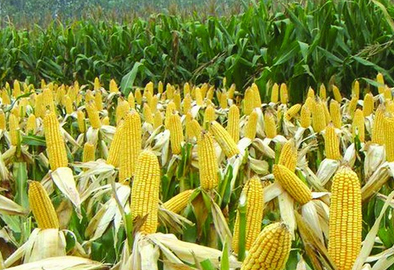 2016玉米补贴价格