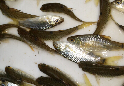 通威鯉魚苗在四川瀘州瀘縣秀水養殖效果顯著