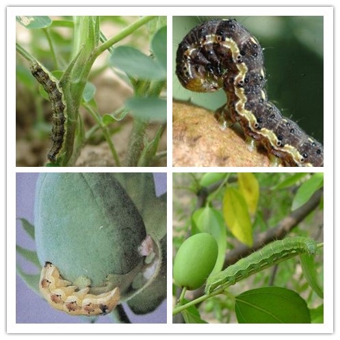 如何识别夜蛾科棉铃虫,烟青虫?要怎么防治?