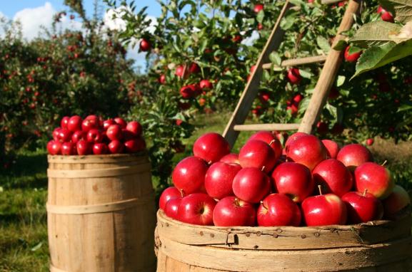 国有农场是否可以申领补贴资金?种水果蔬菜养殖有补贴吗?