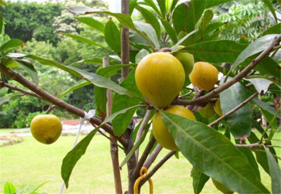 蛋黄果树长什么样子?它的果实怎么吃?营养价值有哪些?