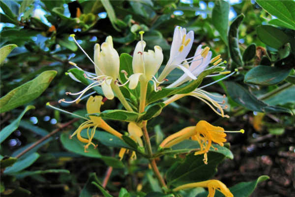 四月份适宜种植哪些中药材 哪些中草药比较适合大量种植