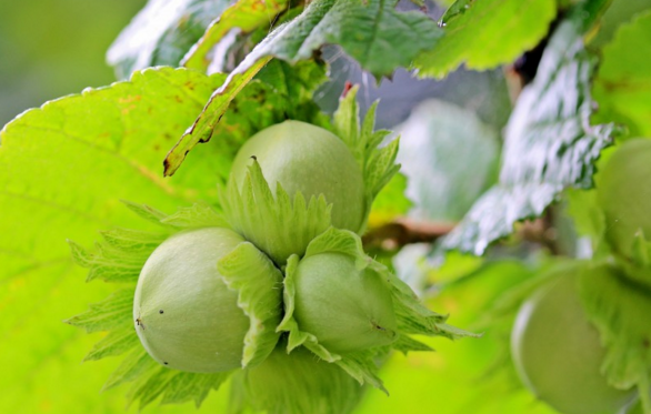 榛子的产地在哪儿?它和橡子有什么区别?怎么吃有营养?