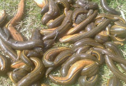 在户外被蚂蟥(水蛭)咬了该怎么办?有什么症状?如何预防?